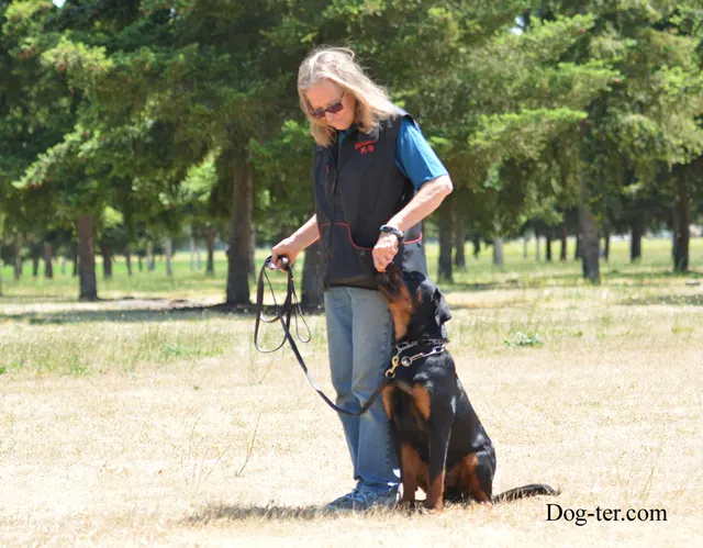 May 31, 2014 RVSC Club Training — a working dog moving through an open-field exercise — photo 07
