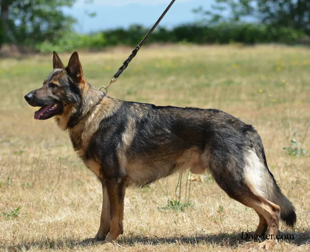 May 31, 2014 RVSC Club Training — a handler practicing obedience with a working dog — photo 06