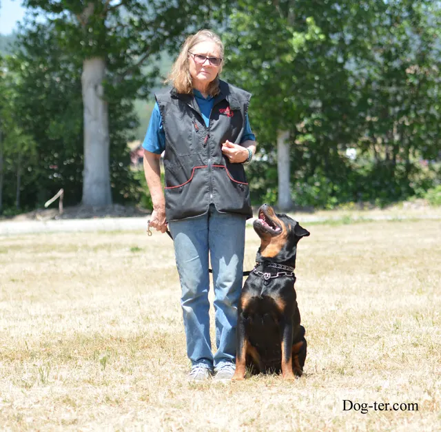 May 31, 2014 RVSC Club Training — a working dog photographed during the club training day — photo 08
