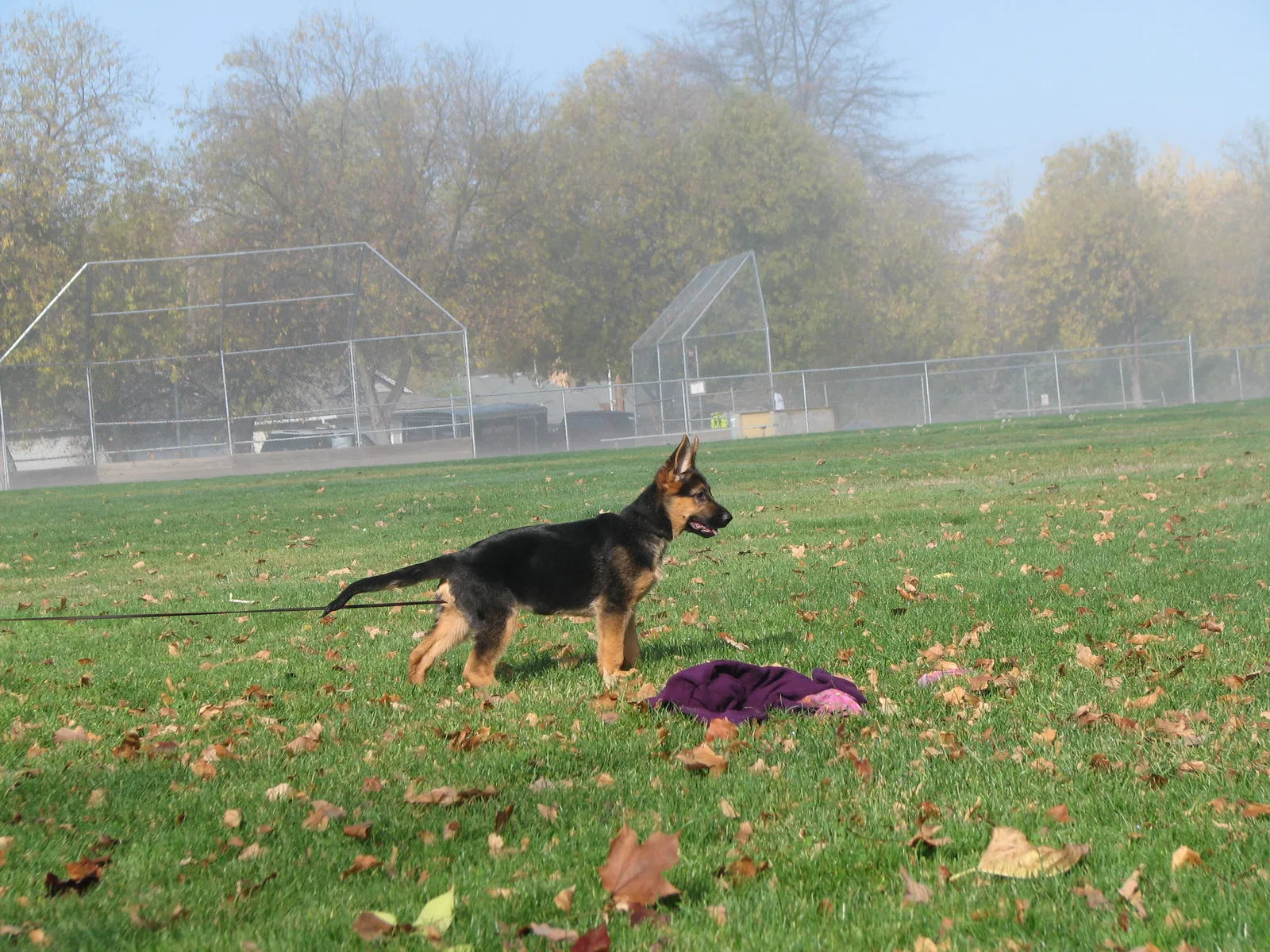 RVSC Club Training — November 14–15, 2008 historical working-dog archive
