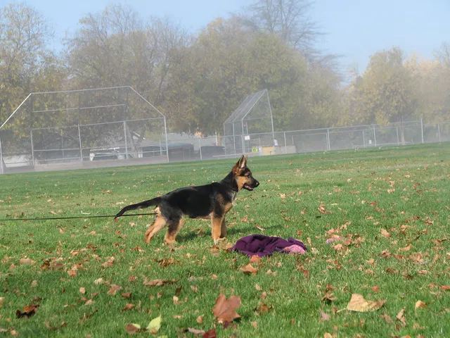 RVSC Club Training — November 14–15, 2008 historical working-dog archive
