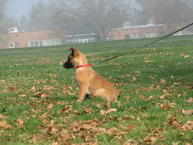 RVSC Club Training — November 14–15, 2008 — young dogs, obedience, blind work and handler engagement — photo 002