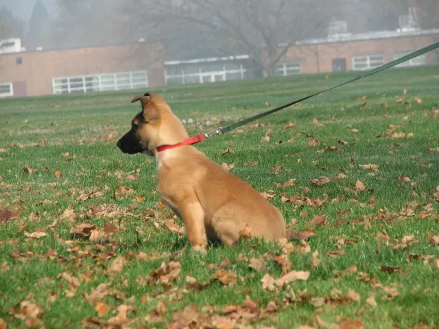 RVSC Club Training — November 14–15, 2008 — young dogs, obedience, blind work and handler engagement — photo 003