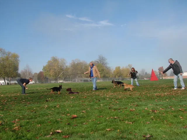 RVSC Club Training — November 14–15, 2008 — young dogs, obedience, blind work and handler engagement — photo 004