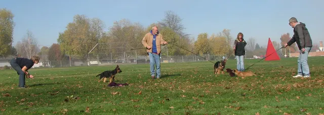 RVSC Club Training — November 14–15, 2008 — young dogs, obedience, blind work and handler engagement — photo 005