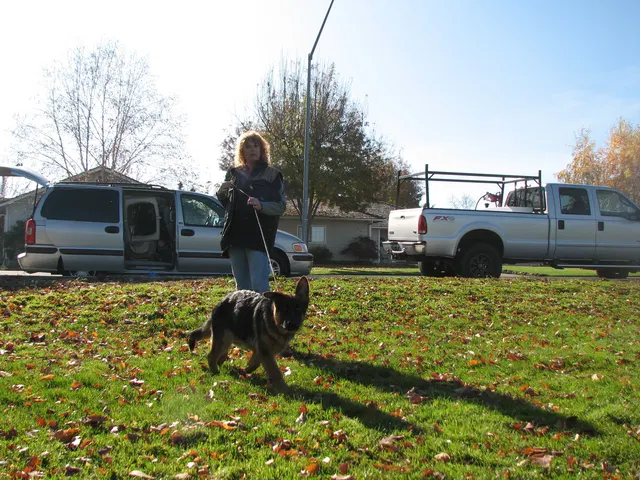 RVSC Club Training — November 14–15, 2008 — young dogs, obedience, blind work and handler engagement — photo 006
