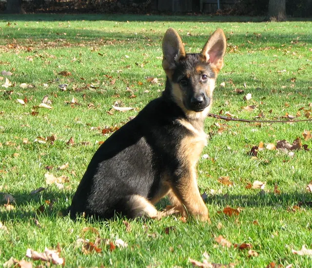 RVSC Club Training — November 14–15, 2008 — young dogs, obedience, blind work and handler engagement — photo 008