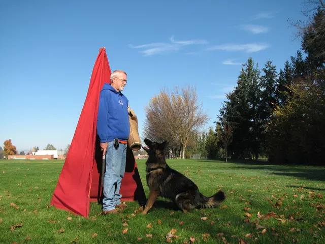 RVSC Club Training — November 14–15, 2008 — young dogs, obedience, blind work and handler engagement — photo 009