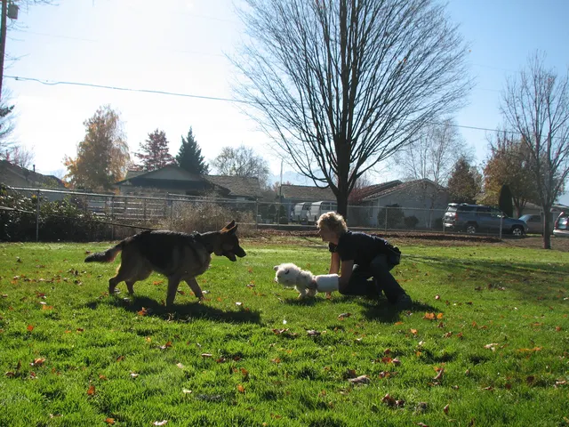RVSC Club Training — November 14–15, 2008 — young dogs, obedience, blind work and handler engagement — photo 010