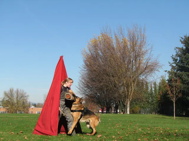 RVSC Club Training — November 14–15, 2008 — young dogs, obedience, blind work and handler engagement — photo 012
