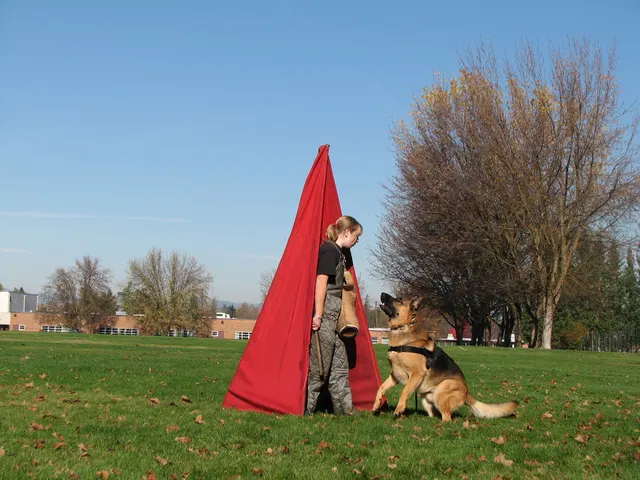 RVSC Club Training — November 14–15, 2008 — young dogs, obedience, blind work and handler engagement — photo 013