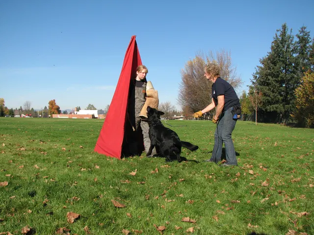 RVSC Club Training — November 14–15, 2008 — young dogs, obedience, blind work and handler engagement — photo 016