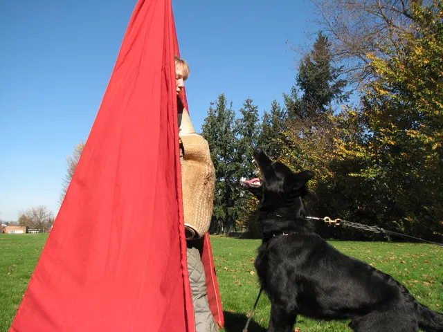 RVSC Club Training — November 14–15, 2008 — young dogs, obedience, blind work and handler engagement — photo 017