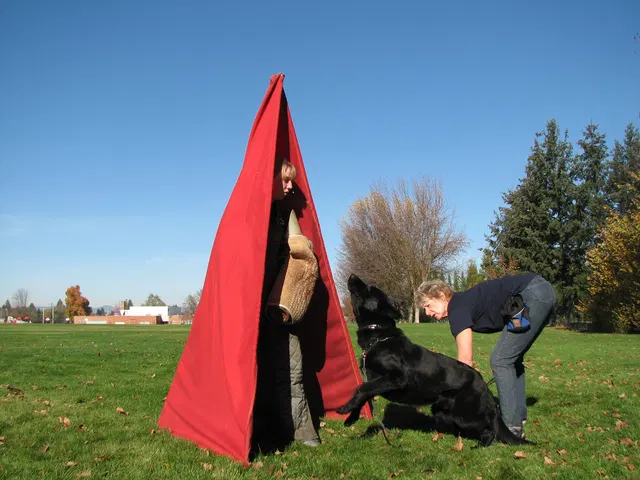 RVSC Club Training — November 14–15, 2008 — young dogs, obedience, blind work and handler engagement — photo 018