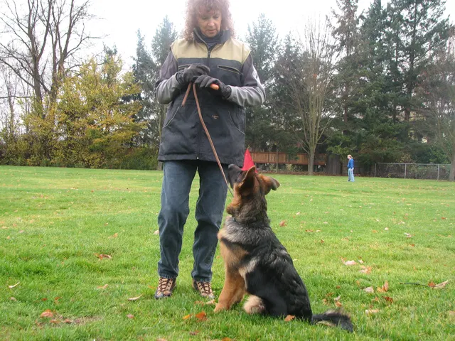RVSC Club Training — November 14–15, 2008 — young dogs, obedience, blind work and handler engagement — photo 019