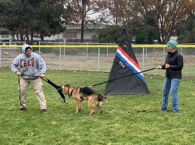 November 28, 2020 Club Training — a German Shepherd and handler preparing for a protection exercise near the blind
