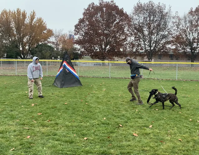 November 28, 2020 Club Training — a working dog moving toward the helper during blind-work foundations — photo 07