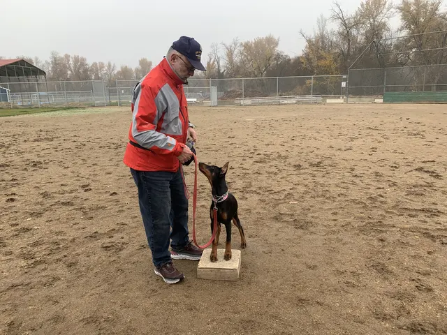 November 28, 2020 Club Training — a handler developing body awareness and position on a platform — photo 03