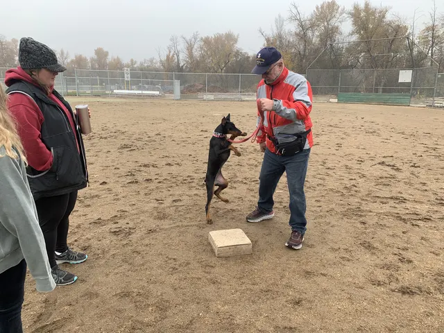 November 28, 2020 Club Training — a working dog engaging with the handler during platform foundation work — photo 01