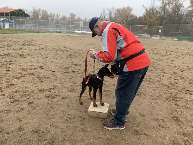 November 28, 2020 Club Training — a working dog placing its front feet on a training platform — photo 02