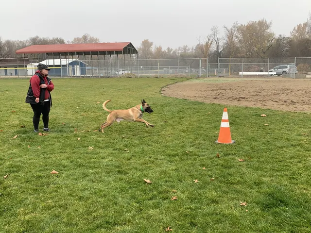 November 28, 2020 Club Training — a dog moving through a recall exercise near a training cone — photo 05