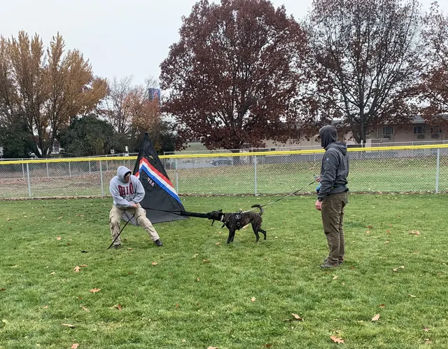 November 28, 2020 Club Training — a working dog approaching the helper near a Schutzhund blind — photo 06