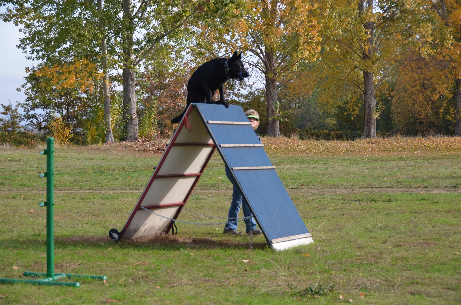 November 3, 2012 RVSC Club Training — a working dog confidently negotiating the Schutzhund scaling wall