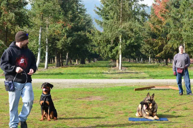 November 3, 2012 RVSC Club Training on November 3, 2012 — handlers and working dogs practicing control and engagement together — photo 05