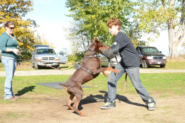 November 3, 2012 RVSC Club Training on November 3, 2012 — a working dog driving toward the helper during a protection exercise — photo 11