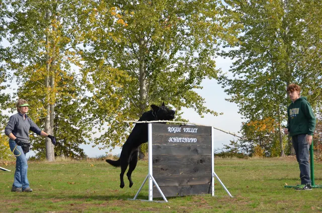 November 3, 2012 RVSC Club Training on November 3, 2012 — a working dog training near a Schutzhund blind and field equipment — photo 04