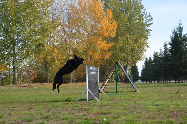 November 3, 2012 RVSC Club Training on November 3, 2012 — a working dog performing an athletic obstacle exercise on the club field — photo 02