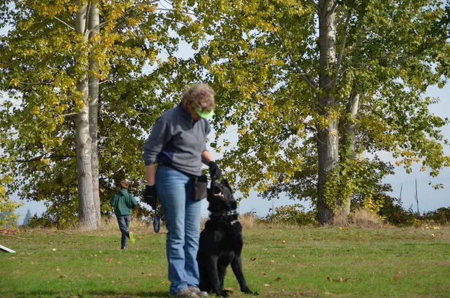November 3, 2012 RVSC Club Training on November 3, 2012 — a handler reinforcing focus and position during club obedience training — photo 03