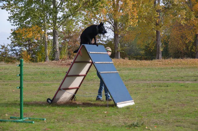 November 3, 2012 RVSC Club Training — a working dog confidently negotiating the Schutzhund scaling wall