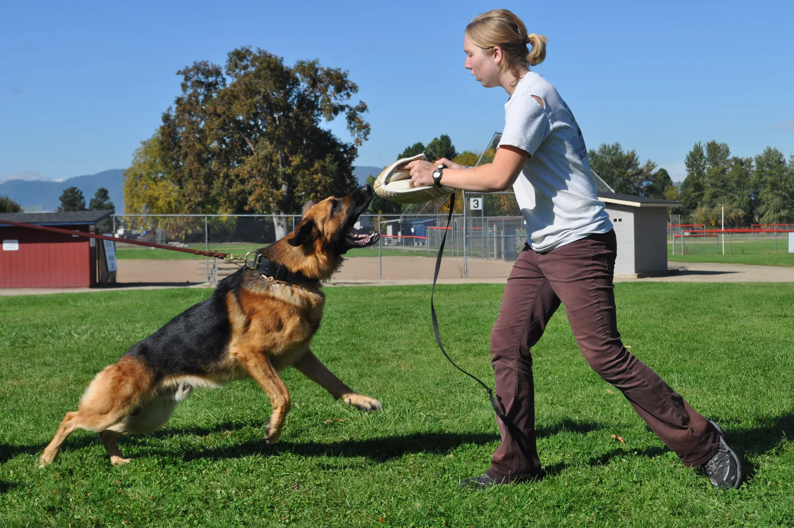 October 16, 2009 Club Training — a Belgian Malinois working a tug reward with the handler