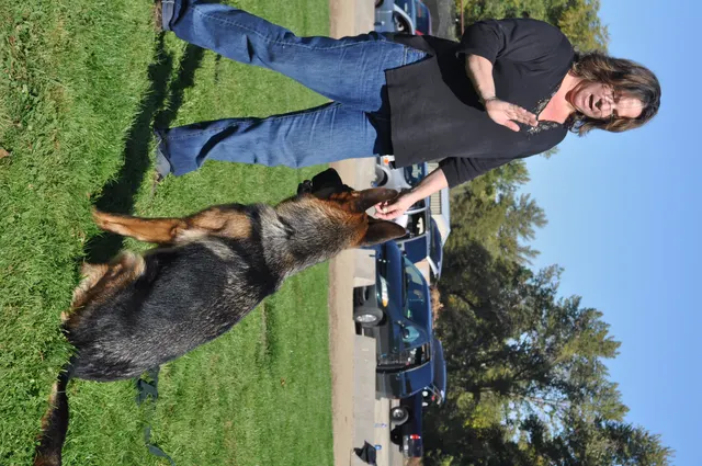 October 16, 2009 Club Training on October 16, 2009 — a German Shepherd engaging with a handler and tug reward on the training field — photo 01