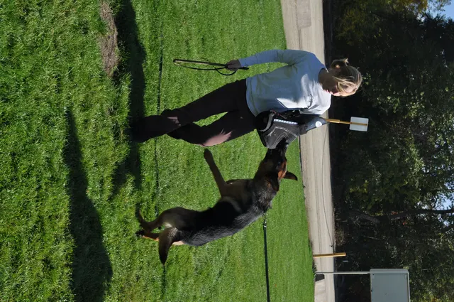October 16, 2009 Club Training on October 16, 2009 — a handler moving with a working dog during active engagement training — photo 05
