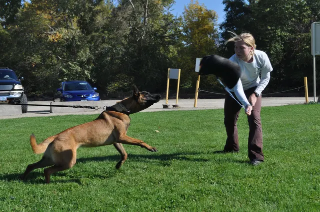 October 16, 2009 Club Training on October 16, 2009 — a Belgian Malinois following the handler during an active reward exercise — photo 09