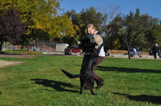 October 16, 2009 Club Training on October 16, 2009 — a dark working dog focusing on the handler during an engagement exercise — photo 13