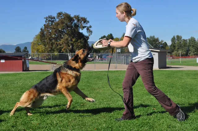 October 16, 2009 Club Training — a Belgian Malinois working a tug reward with the handler