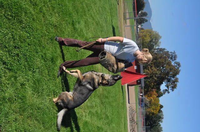 October 16, 2009 Club Training on October 16, 2009 — a German Shepherd moving with the handler during an engagement exercise — photo 25