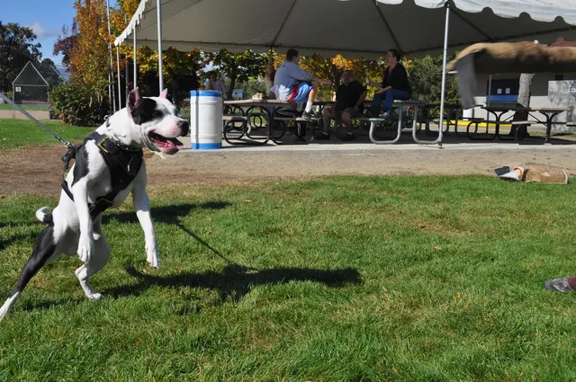 October 16, 2009 Club Training on October 16, 2009 — a black-and-white working dog running toward the handler on the field — photo 29