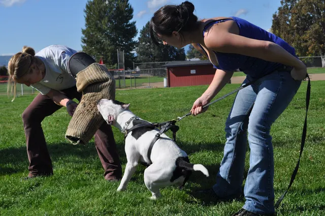 October 16, 2009 Club Training on October 16, 2009 — a black-and-white working dog playing tug during club training — photo 33