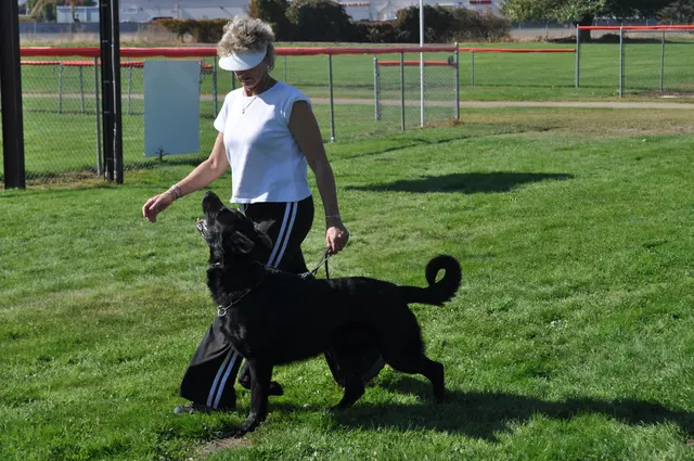 October 16, 2009 Club Training on October 16, 2009 — a black working dog walking attentively beside the handler — photo 37