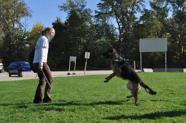 October 16, 2009 Club Training on October 16, 2009 — a working dog driving upward for a tug reward during handler engagement — photo 04