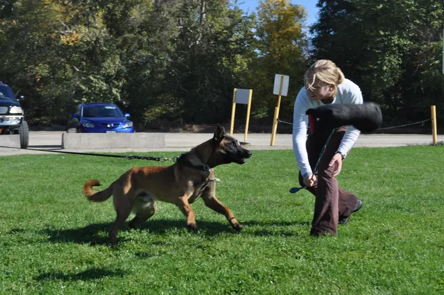 October 16, 2009 Club Training on October 16, 2009 — a Belgian Malinois driving toward a tug during club training — photo 08