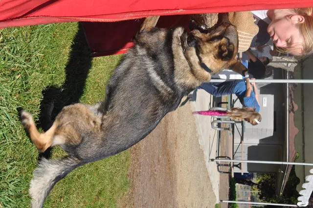 October 16, 2009 Club Training on October 16, 2009 — a German Shepherd interacting with the handler during a club training break — photo 24