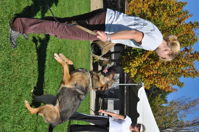 October 16, 2009 Club Training on October 16, 2009 — a working dog gripping a tug during an engagement exercise — photo 28