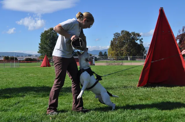 October 16, 2009 Club Training on October 16, 2009 — a working dog training near a Schutzhund blind on the field — photo 32