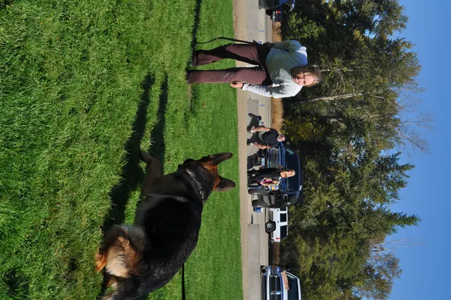 October 16, 2009 Club Training on October 16, 2009 — a working dog building engagement with the handler during reward-based training — photo 02