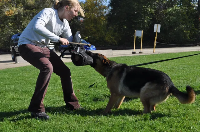 October 16, 2009 Club Training on October 16, 2009 — a German Shepherd gripping a tug while the handler reinforces engagement — photo 06